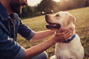 Hunde­­haftpflicht­­versicherung