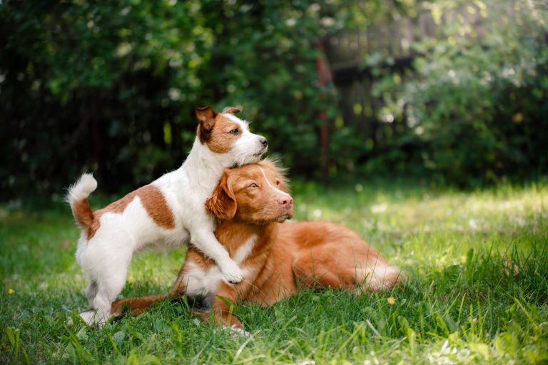 Hundeversicherung Uelzener