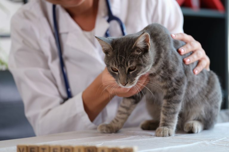 Katzenkranken­­versicherung
