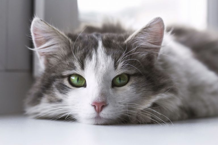 ERGO Katzenversicherung: Rundumschutz für Ihre Fellnase