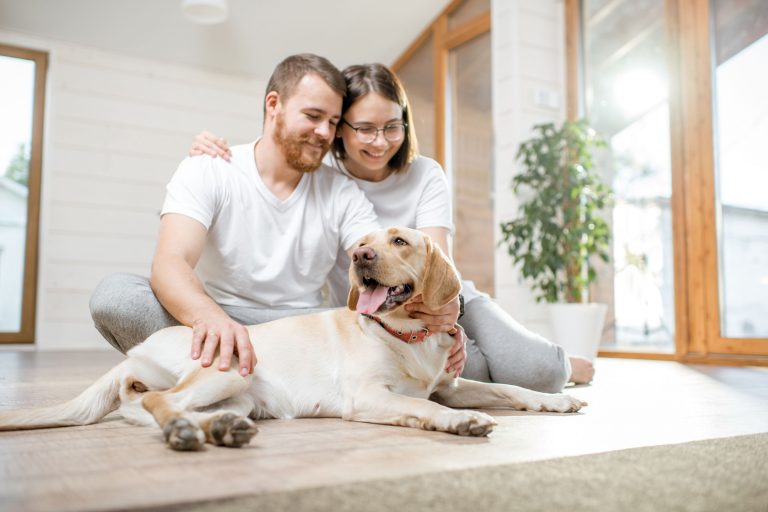 Hundehaltung in der Mietwohnung: Versicherungspflichten für Mieter
