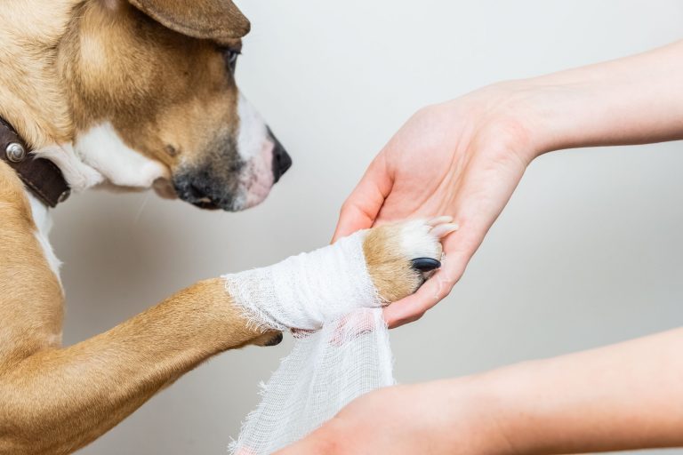 Versicherungsschutz trotz Behandlung: Hundeversicherungsoptionen bei laufenden Therapien
