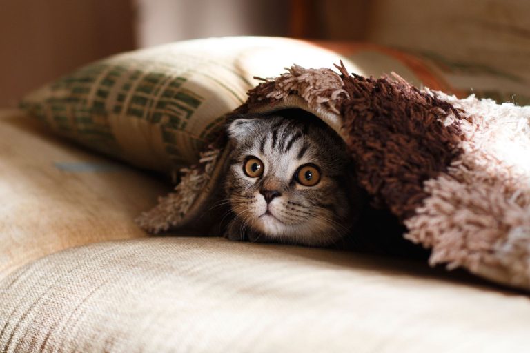 AGILA Katzenversicherung: Rundum-Schutz für Ihre Samtpfote