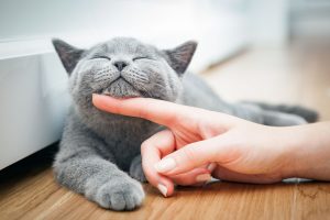 DFV Katzenkrankenversicherung
