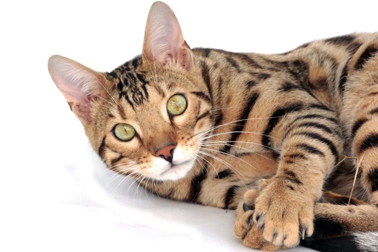 Erschwinglicher Katzenschutz: Preise und Tarife der Petolo Katzenversicherung