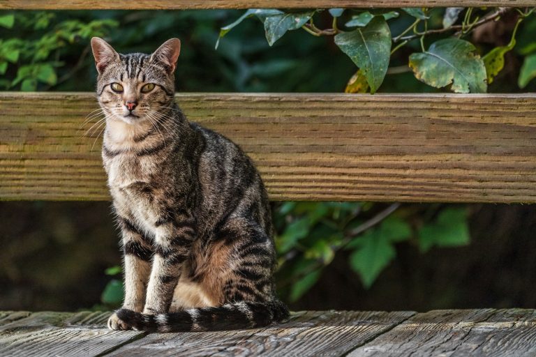 HUK Versicherung für Katzen: Sicherheit für Ihr Haustier