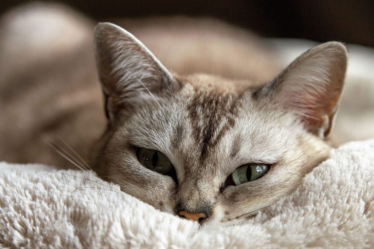 Ihre Katze kastrieren lassen: Wie eine Katzenversicherung helfen kann