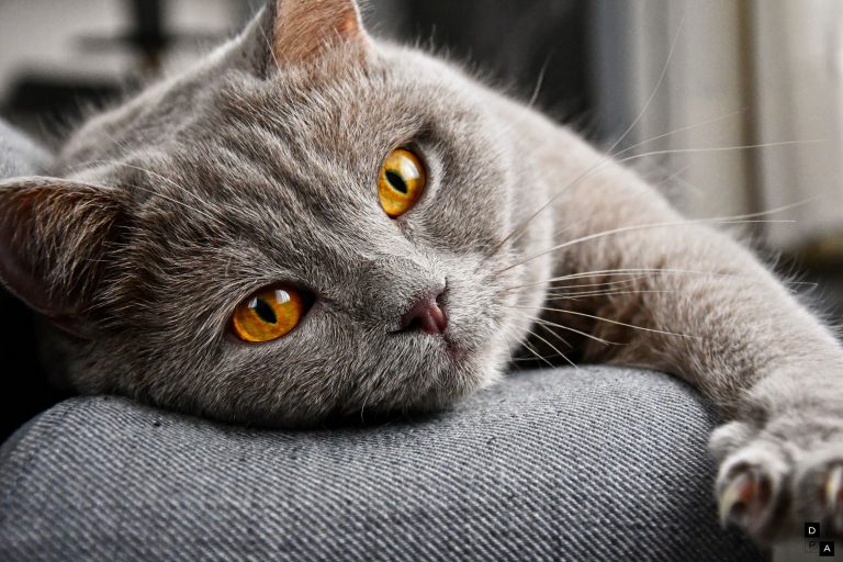 Katzenversicherung: Sinnvoller Schutz oder unnötige Ausgabe?