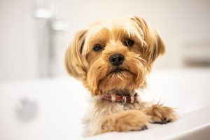 Hundehaftpflicht der BavariaDirekt