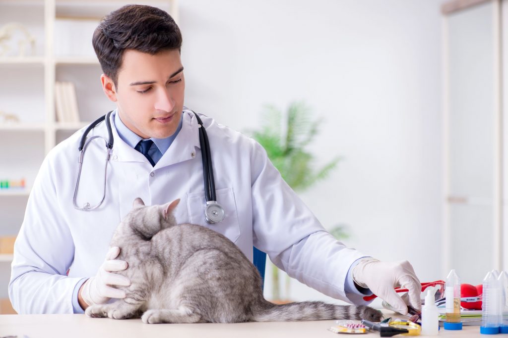Doktor behandelt eine auf dem Tisch sitzende Katze