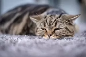 FIGO Katzenkrankenversicherung