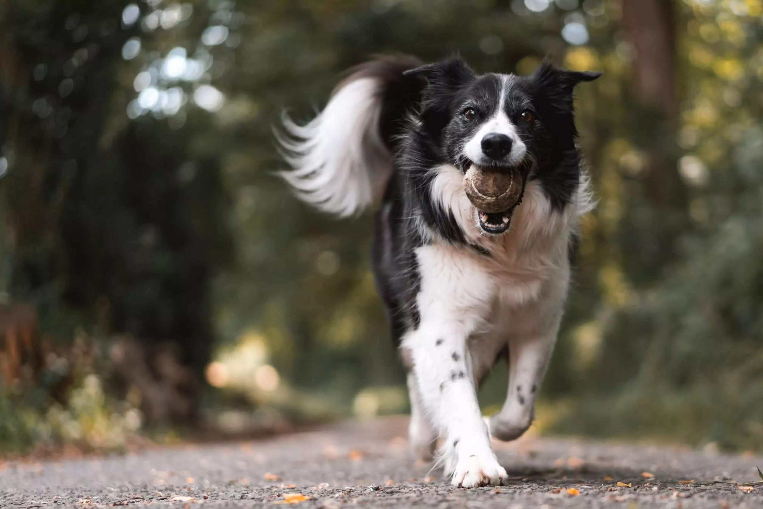 Hundekrankenversicherung Gothaer